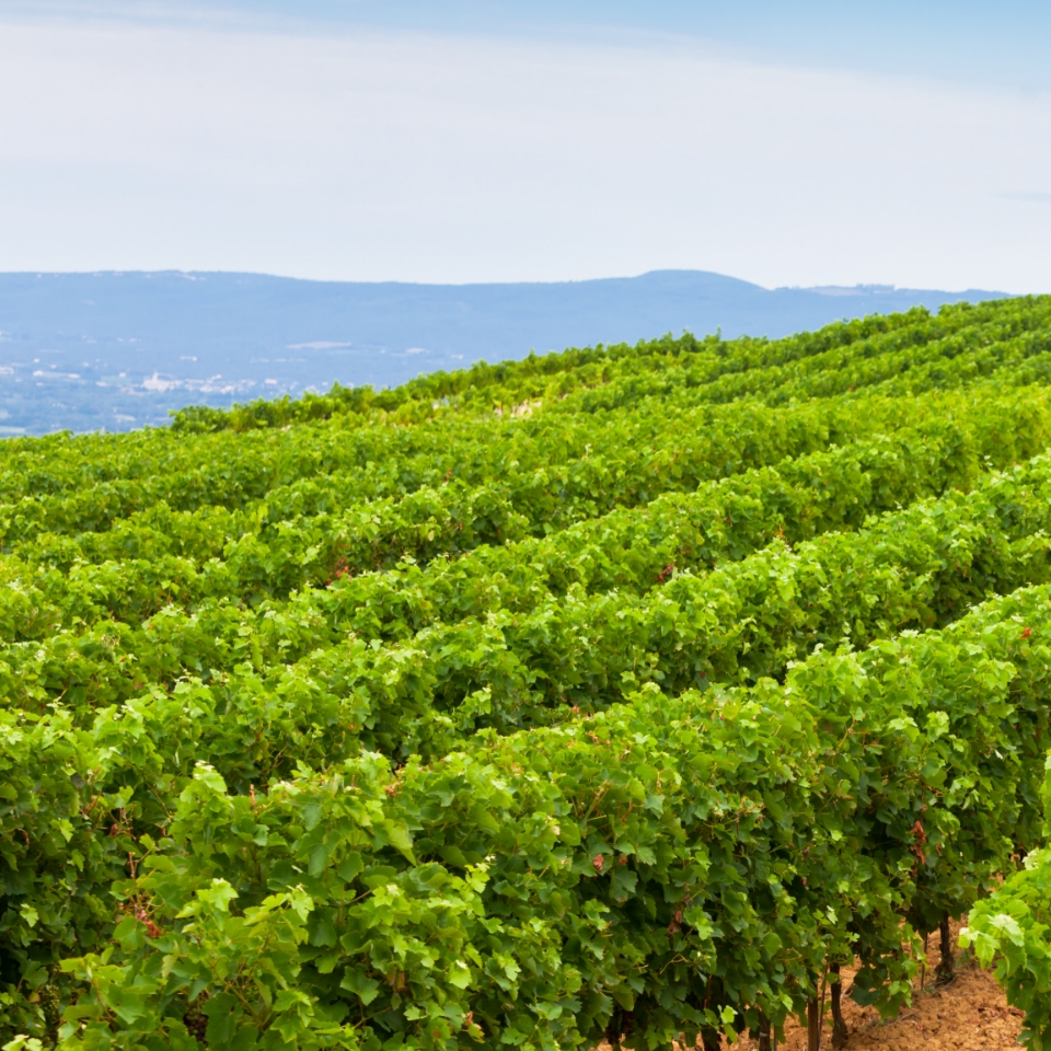 vins-de-caracteres-var